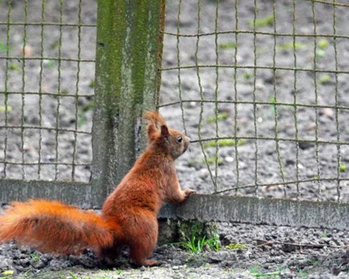 Squirrel Looking Through Chainlink Fence On Field