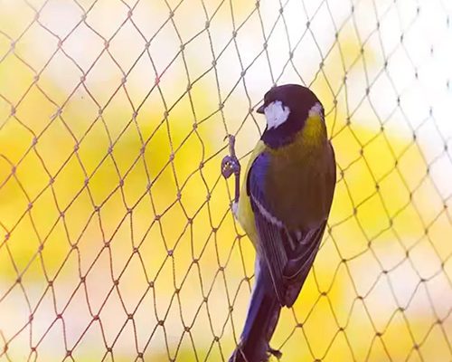 Bird Netting