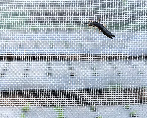 Insect Netting